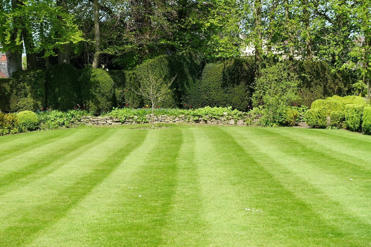 Striped lawn surrounded by established planting
