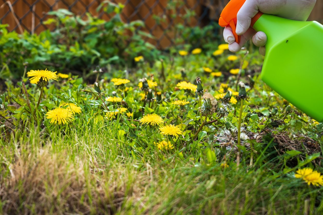 Treatment being applied to lawn weeds