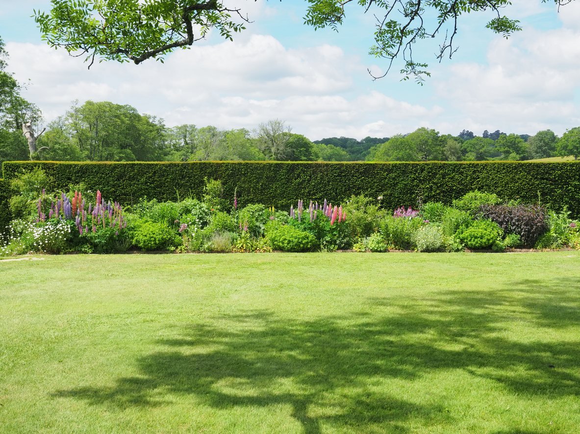 Maintained lawn with hedges and planted borders