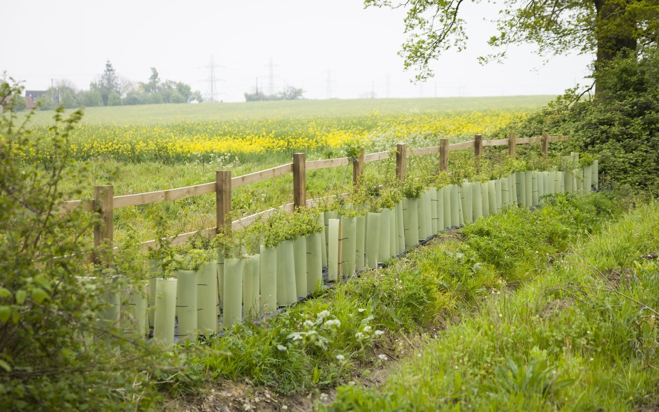 Young trees establishing in a landscaped area
