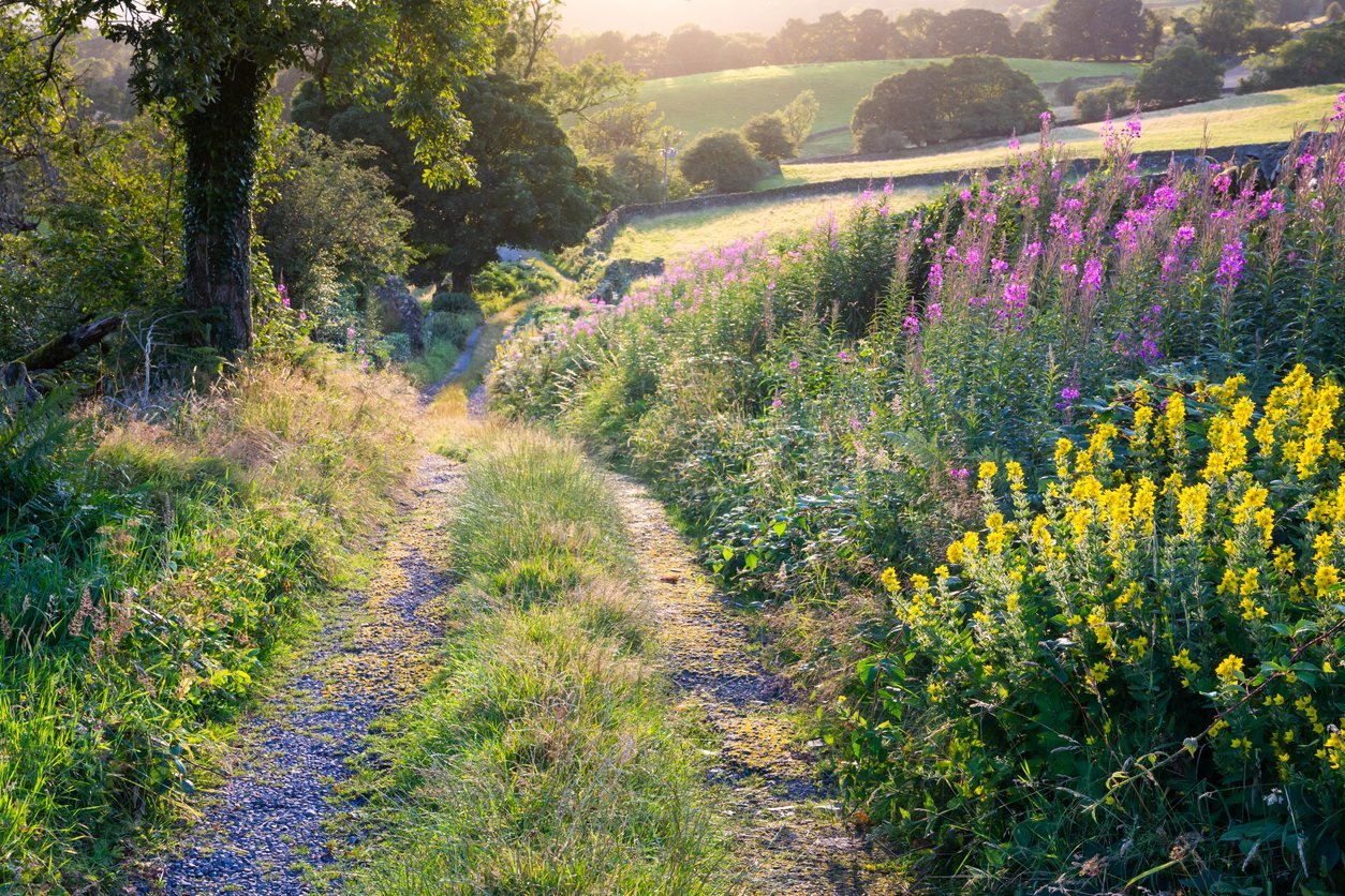 Planted border beside a garden path