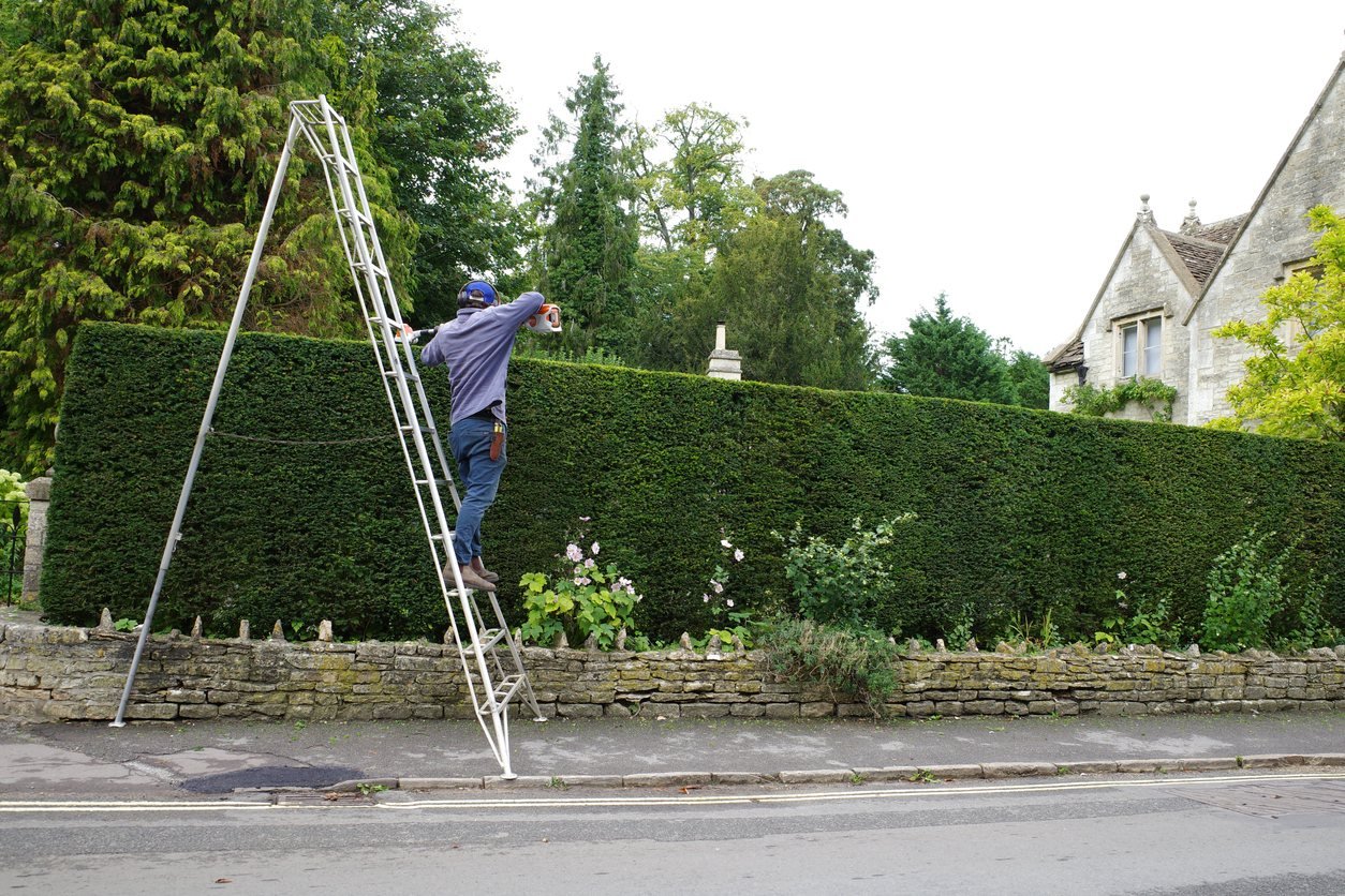 Maintenance worker trimming a tall hedge