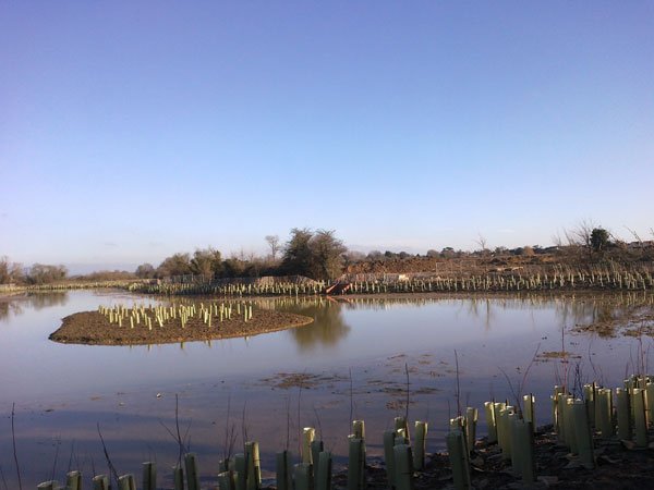 Balancing pond and native planting at Bognor Regis