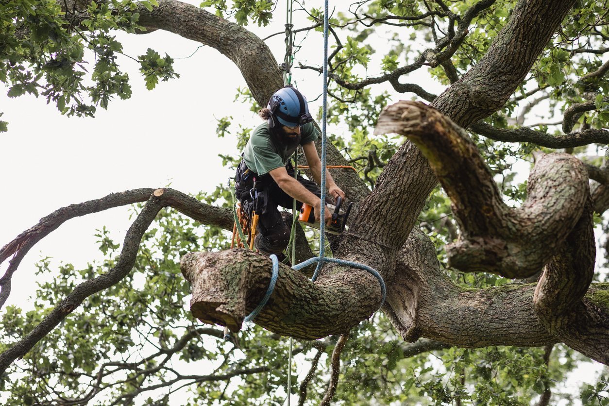Tree surgeon working in a mature tree