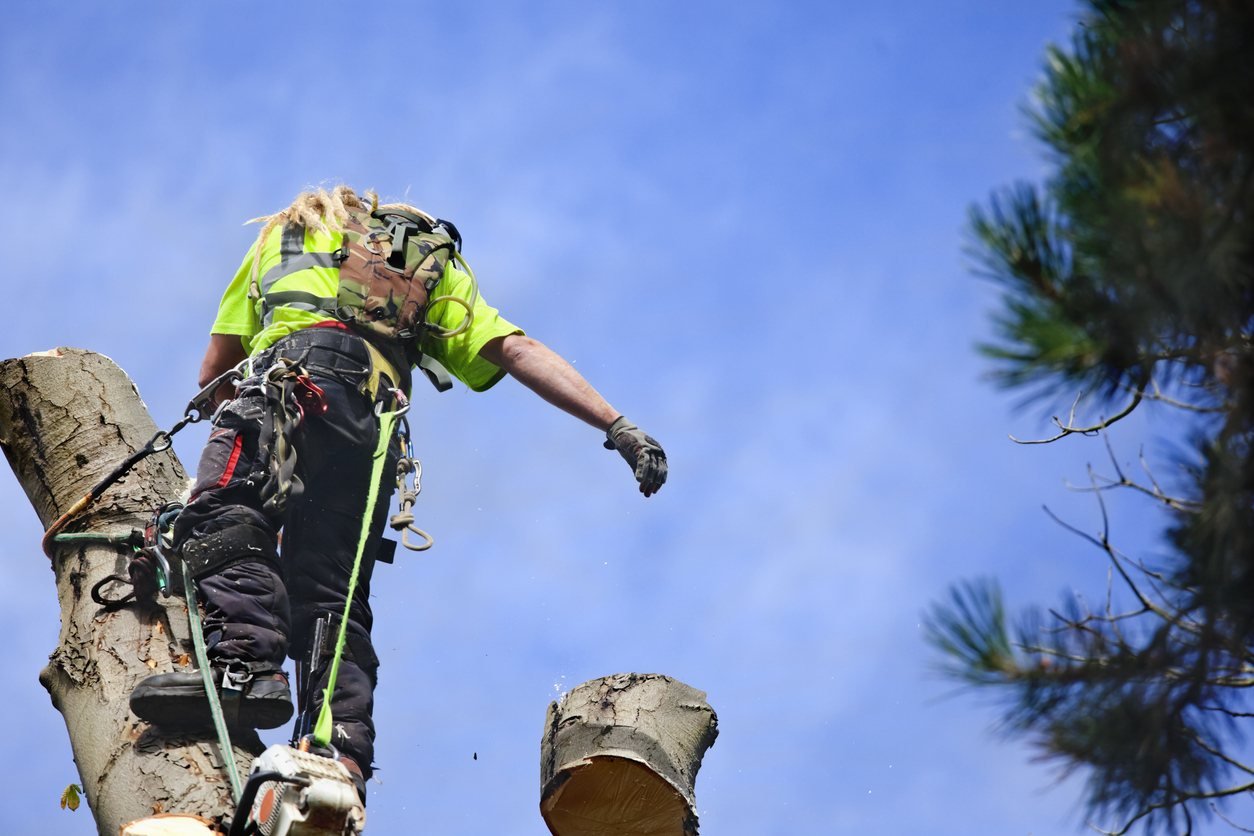 Tree surgeon carrying out tree removal