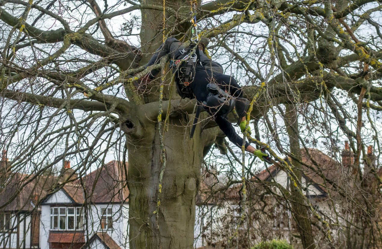 Arborist working among tree branches