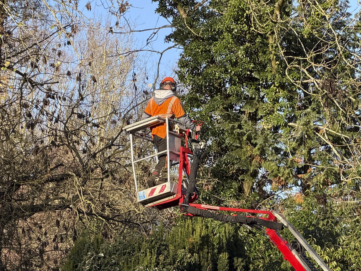 Tree surgeon using elevated access equipment
