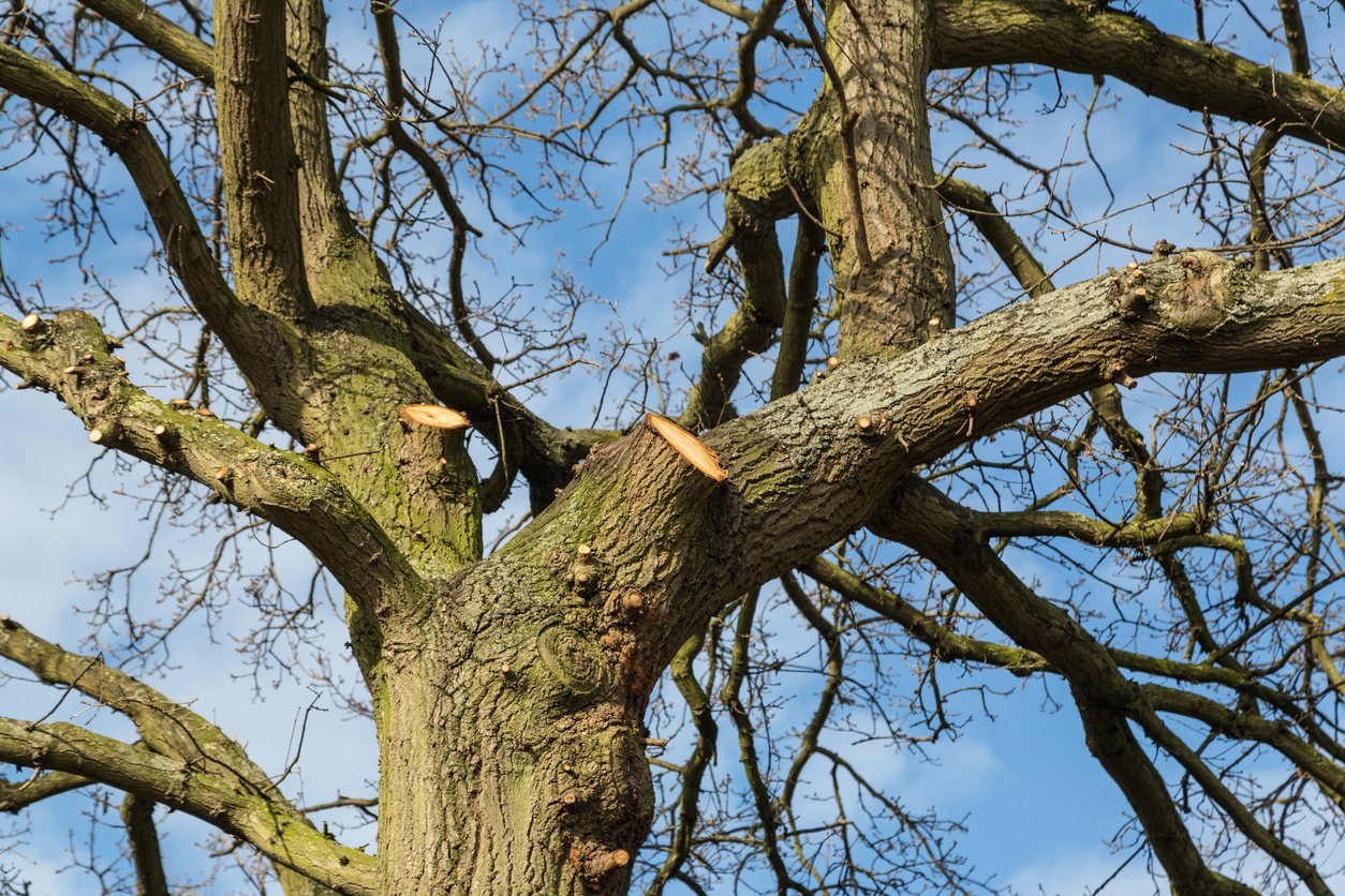 Arborist managing branches in a mature tree